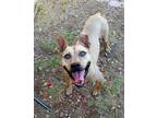 Adopt Donna a Tan/Yellow/Fawn Pit Bull Terrier dog in Phoenix, AZ (28289495)