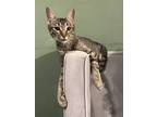 Adopt Ixchel a Brown Tabby Domestic Shorthair (short coat) cat in Dallas