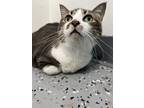 Adopt Jax a Spotted Tabby/Leopard Spotted Domestic Shorthair cat in Oakdale