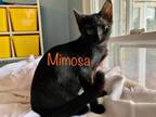 Adopt Mimosa a Domestic Shorthair / Mixed (short coat) cat in El Dorado