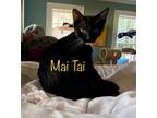 Adopt Mai Tai a Domestic Shorthair / Mixed (short coat) cat in El Dorado