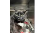 Adopt Chen a Domestic Shorthair cat in Roanoke, VA (38356875)