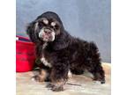 Cocker Spaniel Puppy for sale in Bevier, MO, USA