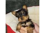 Yorkshire Terrier Puppy for sale in Quakertown, PA, USA