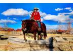 Meet Rev Western pleasure/Trail riding/Packing/Camping/ Ranch horse/4-H -