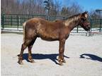 Chocolate Roan Yearling Gelding