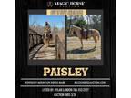 Paisley~Super Cute & Smooth Gaited*Family/Camping/Trail Kmh Mare~