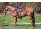 Super Nice Seasoned Red Roan Aqha Registered Ranch Horse, Very Broke, Civilized