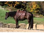 Wow, what a handsome, thick, well trained, beautiful gelding.