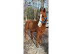 10 yo, 15hh, Tennessee Walking Horse Gelding