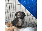Aussiedoodle Puppy for sale in Round Mountain, TX, USA