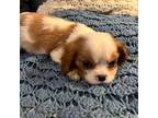 Cavalier King Charles Spaniel Puppy for sale in Carlton, GA, USA