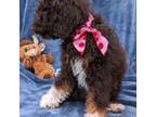 Poodle (Toy) Puppy for sale in Matthews, NC, USA