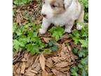 Australian Shepherd Puppy for sale in Holt, FL, USA
