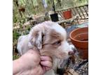 Australian Shepherd Puppy for sale in Holt, FL, USA