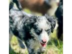 Mutt Puppy for sale in Lenox, MO, USA