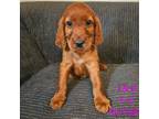 Irish Setter Puppy for sale in Granby, MO, USA