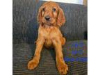 Irish Setter Puppy for sale in Granby, MO, USA