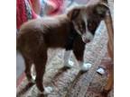 Miniature Australian Shepherd Puppy for sale in Fort White, FL, USA