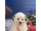 Aussiedoodle Puppy for sale in Round Mountain, TX, USA