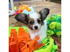 Papillon Puppy for sale in Youngstown, OH, USA