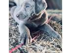 Labrador Retriever Puppy for sale in Saint Paul, KS, USA