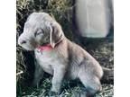 Labrador Retriever Puppy for sale in Saint Paul, KS, USA