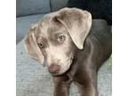 Labrador Retriever Puppy for sale in Swainsboro, GA, USA