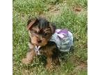 Yorkshire Terrier Puppy for sale in Covington, GA, USA