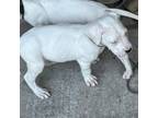 Dogo Argentino Puppy for sale in Palm Coast, FL, USA