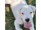 Dogo Argentino Puppy for sale in Palm Coast, FL, USA