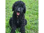 Goldendoodle Puppy for sale in Koshkonong, MO, USA