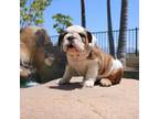 English bulldog