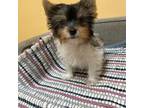 Yorkshire Terrier Puppy for sale in Bergenfield, NJ, USA