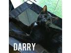 Darry Domestic Shorthair Young Male