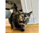 Cleo Domestic Longhair Young Female