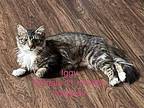 Iggy C2023 CN in MS Domestic Shorthair Kitten Female