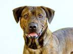 MASSIMO Plott Hound Adult Male