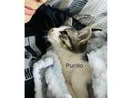 Purrito Domestic Shorthair Young Male