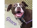 Grace American Pit Bull Terrier Adult Female