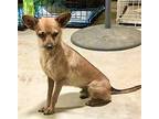Pedro DH23 CP in TN Chihuahua Young Male