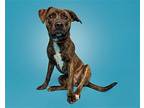 Rigatoni Mixed Breed (Medium) Adult Female