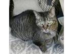 Trixie, Domestic Shorthair For Adoption In Slinger, Wisconsin