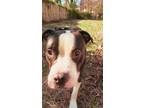 Draco, American Pit Bull Terrier For Adoption In Newport News, Virginia