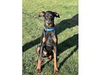 Gunner, Doberman Pinscher For Adoption In Richmond, Indiana