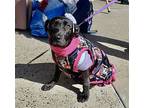 Evie, Labrador Retriever For Adoption In Browns Mills, New Jersey