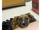 Gabby, Labrador Retriever For Adoption In St. Petersburg, Florida