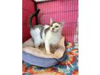 Lyla Domestic Shorthair Adult Female