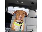 Coffee, American Staffordshire Terrier For Adoption In Boardman, Ohio