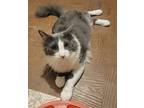 Alexander The Great, Domestic Mediumhair For Adoption In Palatine, Illinois